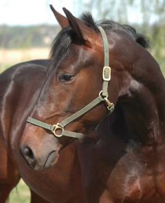 Whipped Eggs 160512-6